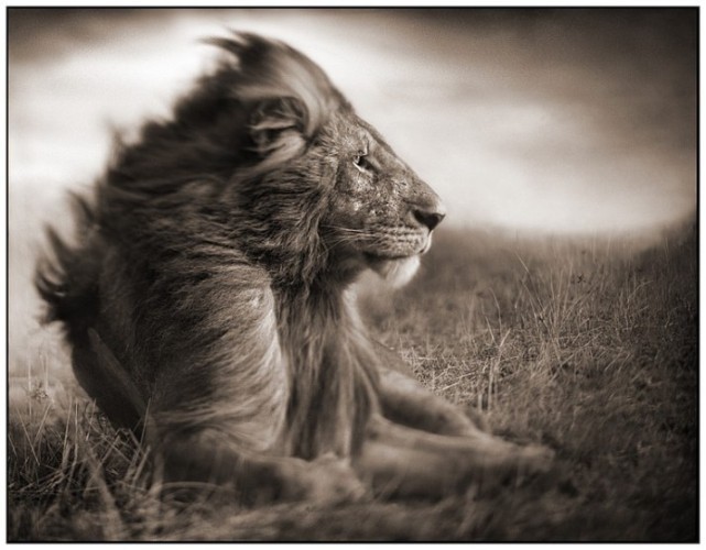 Awesome Lion Images